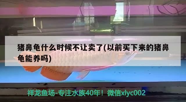 豬鼻龜什么時候不讓賣了(以前買下來的豬鼻龜能養(yǎng)嗎)