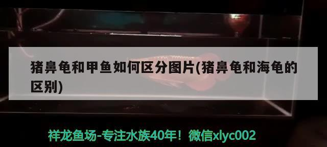 豬鼻龜和甲魚如何區(qū)分圖片(豬鼻龜和海龜?shù)膮^(qū)別)