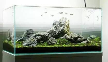 稱贊魚缸好看的句子:關于稱贊魚缸好看的句子