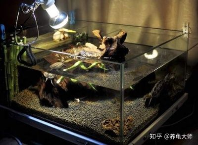 不用打理的魚缸造景好嗎視頻：不用打理的魚缸造景是一種新興的養魚方式