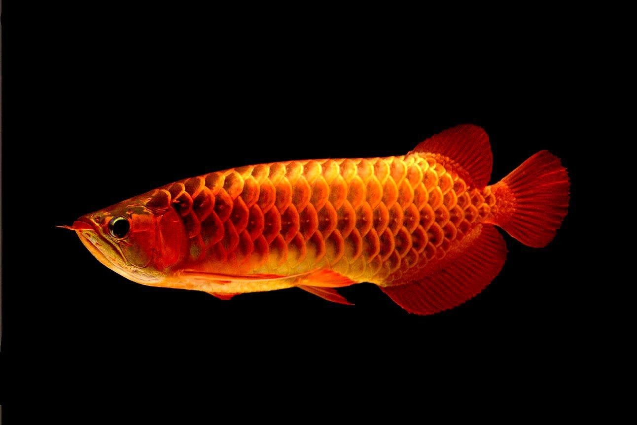 黑與白的經(jīng)典結(jié)合版 黑與白的經(jīng)典結(jié)合版 魟魚百科 第10張