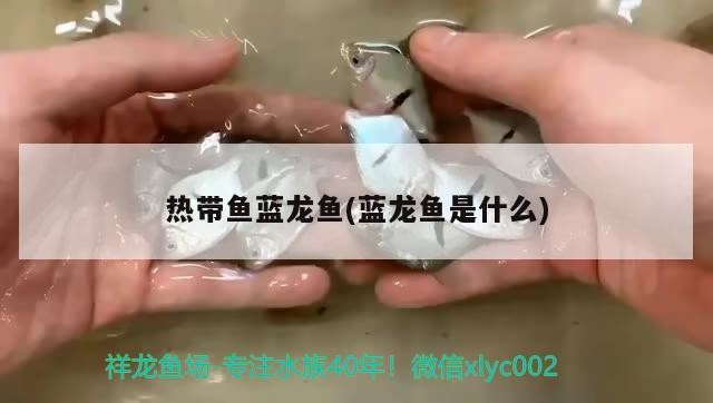 熱帶魚(yú)藍(lán)龍魚(yú)(藍(lán)龍魚(yú)是什么)