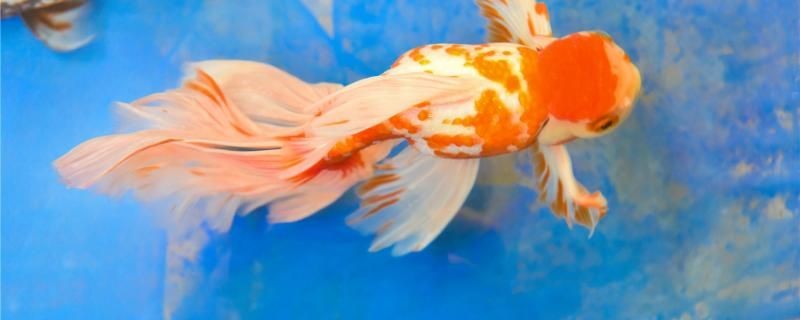 露天水缸適合養什么魚露天水缸怎么養魚