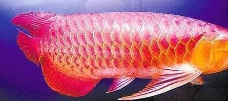 紅龍養了3年不發色
