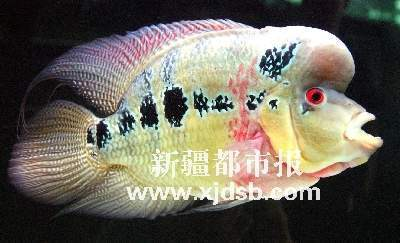 烏魯木齊紅龍魚價(jià)格2688貴嗎？