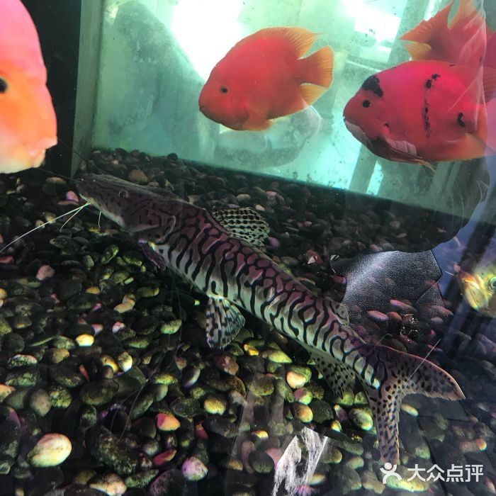 泉州水族館vs祥龍魚場（泉州水族館與祥龍魚場各有特點）