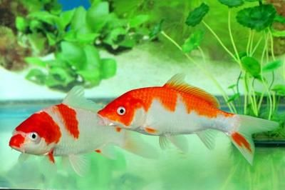 養(yǎng)紅龍魚用頂燈還是側(cè)燈：紅龍魚使用頂燈和側(cè)燈各有優(yōu)勢