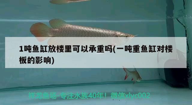 1噸魚缸放樓里可以承重嗎(一噸重魚缸對樓板的影響) 1噸魚缸放樓里可以承重嗎(一噸重魚缸對樓板的影響) 森森魚缸