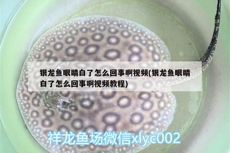 銀龍魚眼睛白了怎么回事啊視頻(銀龍魚眼睛白了怎么回事啊視頻教程)