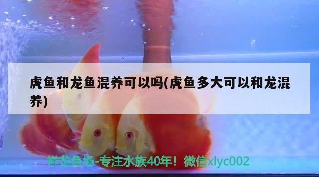 虎魚和龍魚混養可以嗎(虎魚多大可以和龍混養) 虎魚和龍魚混養可以嗎(虎魚多大可以和龍混養) 虎魚百科