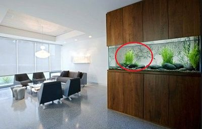 辦公室門口放魚缸風水好不好呀：辦公室門口放魚缸有什么風水禁忌？