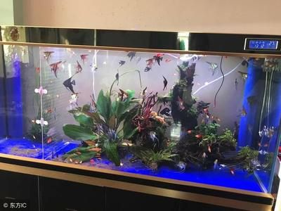 對(duì)著進(jìn)戶(hù)門(mén)放魚(yú)缸好嗎：對(duì)著進(jìn)戶(hù)門(mén)放魚(yú)缸好還是不好 對(duì)著進(jìn)戶(hù)門(mén)放魚(yú)缸好嗎：對(duì)著進(jìn)戶(hù)門(mén)放魚(yú)缸好還是不好 魚(yú)缸百科 第4張
