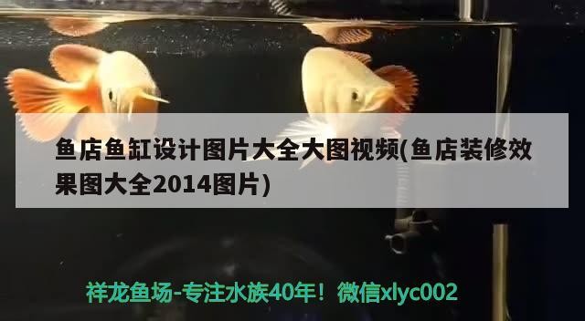 魚店魚缸設計圖片大全大圖視頻(魚店裝修效果圖大全2014圖片)