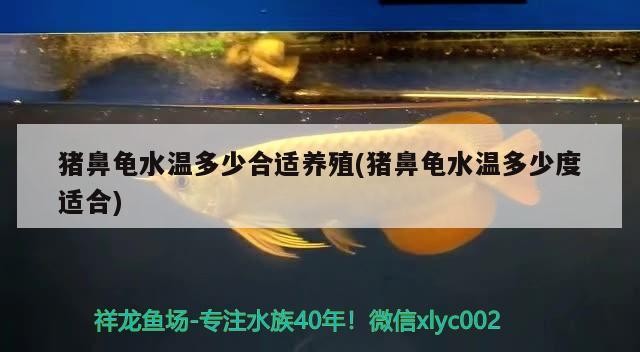 豬鼻龜水溫多少合適養(yǎng)殖(豬鼻龜水溫多少度適合)
