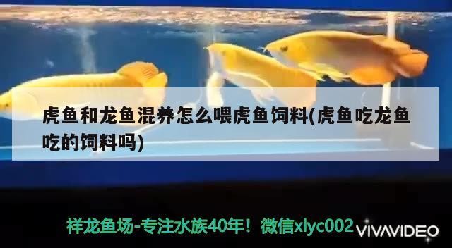 虎魚和龍魚混養怎么喂虎魚飼料(虎魚吃龍魚吃的飼料嗎) 虎魚和龍魚混養怎么喂虎魚飼料(虎魚吃龍魚吃的飼料嗎) 虎魚百科