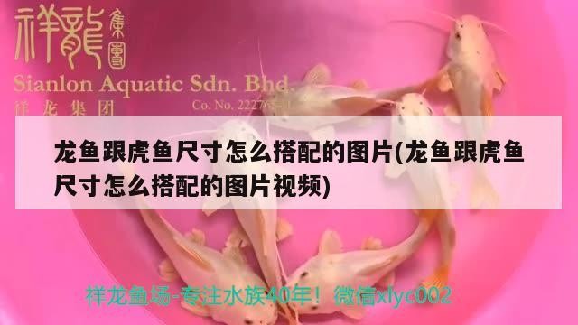 龍魚跟虎魚尺寸怎么搭配的圖片(龍魚跟虎魚尺寸怎么搭配的圖片視頻)