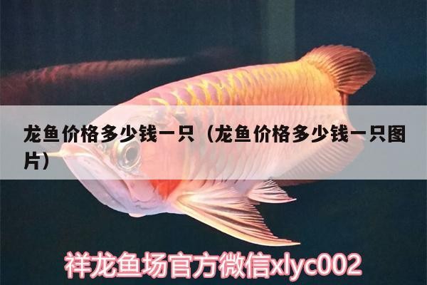 龍魚價(jià)格多少錢一只（龍魚價(jià)格多少錢一只圖片）