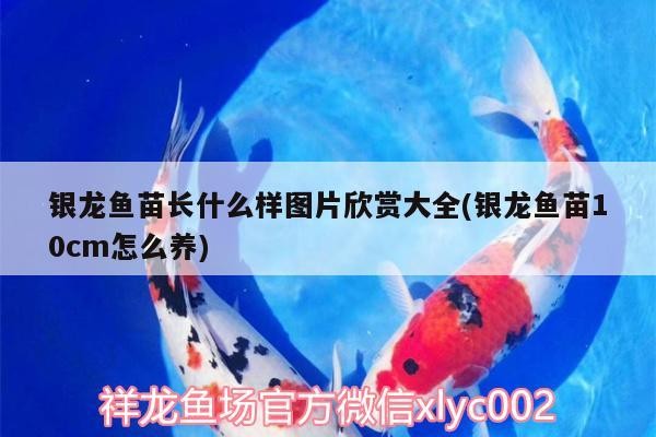 銀龍魚苗長什么樣圖片欣賞大全(銀龍魚苗10cm怎么養)