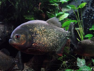 魔獸世界9.0版本刺鰭水虎魚的刷新位置介紹：《魔獸世界》刺鰭水虎魚的刷新位置介紹刺鰭水虎魚刷新位置介紹