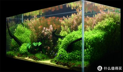 淡水魚缸布景:淡水魚缸如何造景 魚缸百科 第1張 淡水魚缸布景:淡水魚缸如何造景 淡水魚缸布景:淡水魚缸如何造景 魚缸百科 第1張