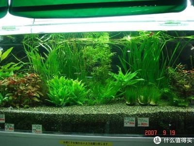 淡水魚缸布景:淡水魚缸如何造景 魚缸百科 第2張 淡水魚缸布景:淡水魚缸如何造景 淡水魚缸布景:淡水魚缸如何造景 魚缸百科 第2張