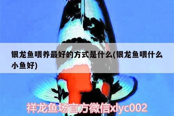 銀龍魚喂養最好的方式是什么(銀龍魚喂什么小魚好)