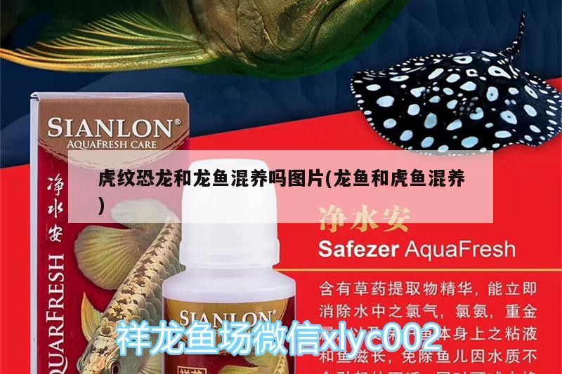虎紋恐龍和龍魚混養嗎圖片(龍魚和虎魚混養)