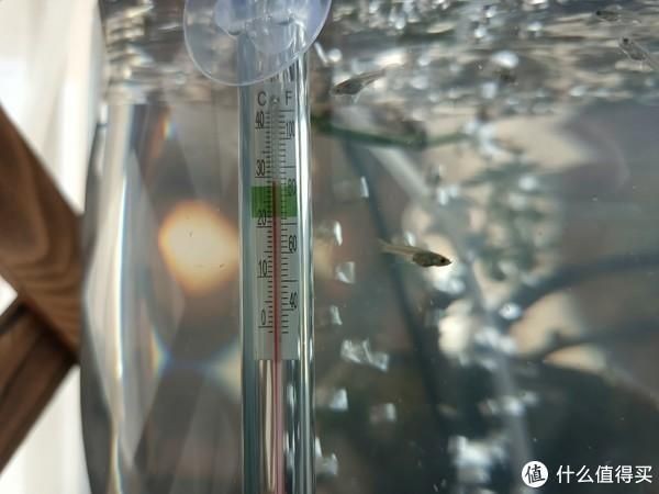 北方魚缸加熱一般什么時候開啟：北方魚缸加熱一般在秋季下旬開啟，具體時間需根據(jù)當(dāng)?shù)貧夂驔Q定