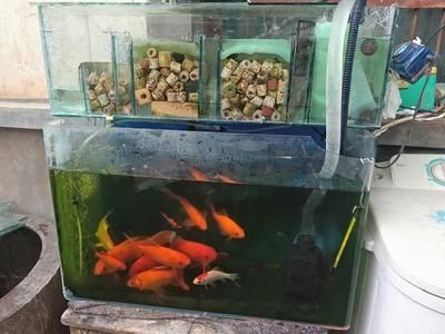 成品魚缸過濾改造：魚缸過濾系統改造技巧