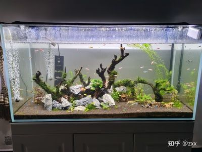 成品魚缸過濾改造：魚缸過濾系統改造技巧