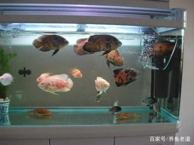 百褶泰獅魚缸一般多深：泰獅百褶魚的養殖技巧 百褶泰獅魚缸一般多深：泰獅百褶魚的養殖技巧 魚缸百科 第3張