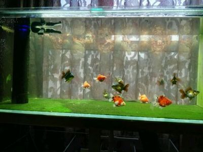 百褶泰獅魚缸一般多深：泰獅百褶魚的養殖技巧 百褶泰獅魚缸一般多深：泰獅百褶魚的養殖技巧 魚缸百科 第2張