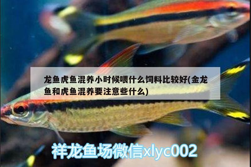 龍魚虎魚混養小時候喂什么飼料比較好(金龍魚和虎魚混養要注意些什么) 龍魚虎魚混養小時候喂什么飼料比較好(金龍魚和虎魚混養要注意些什么) 虎魚百科