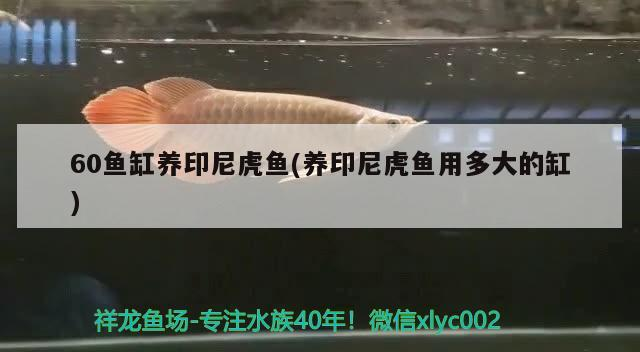 60魚缸養印尼虎魚(養印尼虎魚用多大的缸)