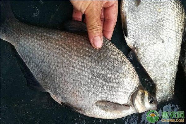 BD魟魚性成熟期的飼養(yǎng)技巧：bd魟魚在性成熟期的飼養(yǎng)需要關(guān)注環(huán)境條件、飼養(yǎng)管理