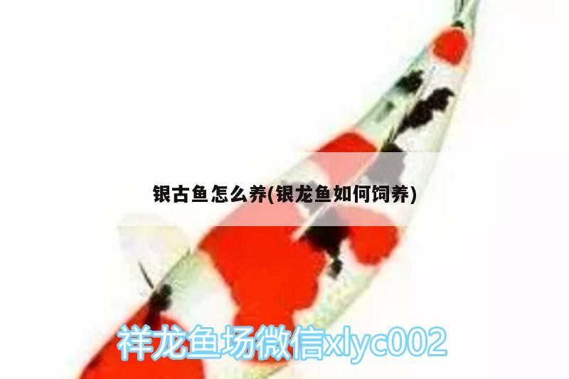 銀古魚怎么養(銀龍魚如何飼養)