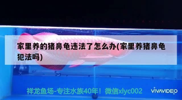 家里養(yǎng)的豬鼻龜違法了怎么辦(家里養(yǎng)豬鼻龜犯法嗎)