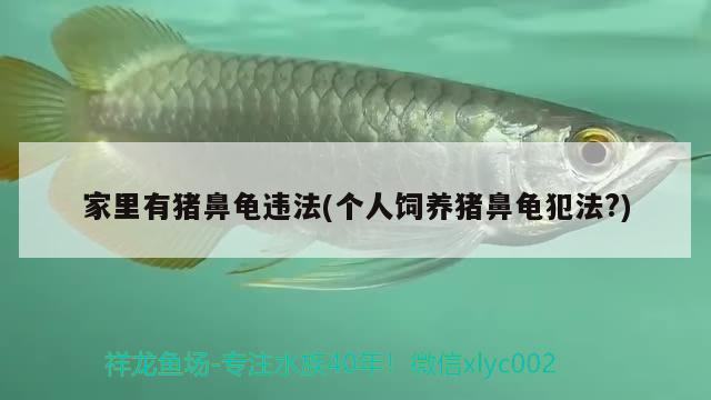 家里有豬鼻龜違法(個人飼養豬鼻龜犯法?)
