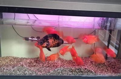 不用打氧加熱的魚缸:魚缸不打氧的情況下能活多久 魚缸百科 第1張 不用打氧加熱的魚缸:魚缸不打氧的情況下能活多久 不用打氧加熱的魚缸:魚缸不打氧的情況下能活多久 魚缸百科 第1張