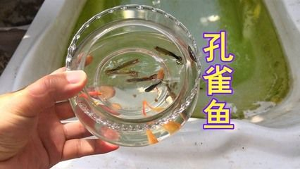 不用打氧加熱的魚缸:魚缸不打氧的情況下能活多久 魚缸百科 第3張 不用打氧加熱的魚缸:魚缸不打氧的情況下能活多久 不用打氧加熱的魚缸:魚缸不打氧的情況下能活多久 魚缸百科 第3張