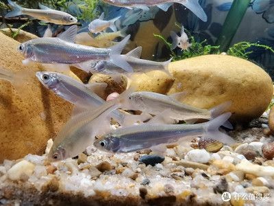 不用打氧加熱的魚缸:魚缸不打氧的情況下能活多久 魚缸百科 第4張 不用打氧加熱的魚缸:魚缸不打氧的情況下能活多久 不用打氧加熱的魚缸:魚缸不打氧的情況下能活多久 魚缸百科 第4張