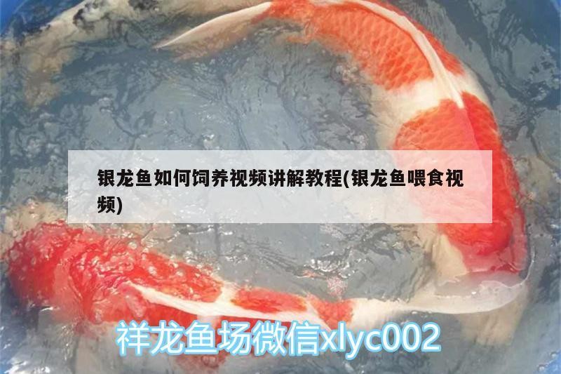 銀龍魚如何飼養(yǎng)視頻講解教程(銀龍魚喂食視頻)
