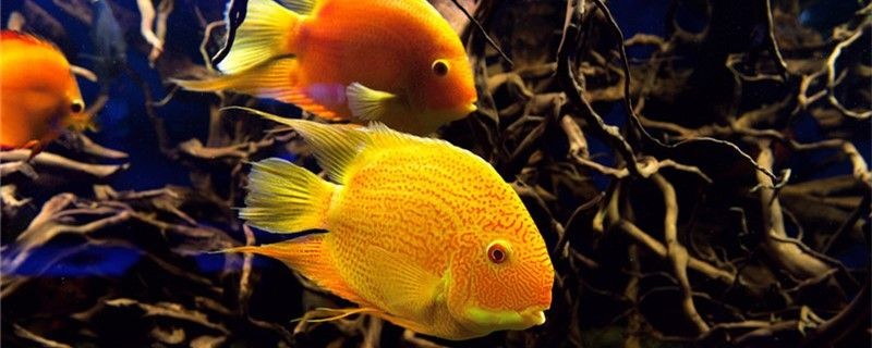 鸚鵡魚甩子是什么原因怎么處理 鸚鵡魚甩子是什么原因怎么處理 魟魚百科