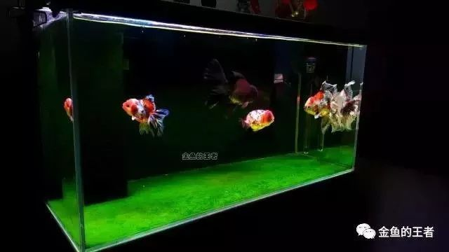 上海琵極水族科技有限公司（上海琵極水族科技有限公司怎么樣）