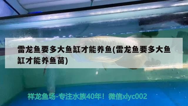 雷龍魚要多大魚缸才能養魚(雷龍魚要多大魚缸才能養魚苗) 雷龍魚要多大魚缸才能養魚(雷龍魚要多大魚缸才能養魚苗) 虎魚百科