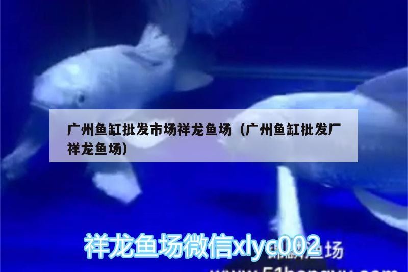 廣州魚缸批發市場祥龍魚場（廣州魚缸批發廠祥龍魚場）