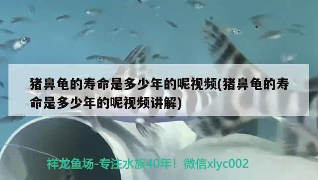 飼料 豬鼻龜?shù)膲勖嵌嗌倌甑哪匾曨l(豬鼻龜?shù)膲勖嵌嗌倌甑哪匾曨l講解) 豬鼻龜百科 豬鼻龜?shù)膲勖嵌嗌倌甑哪匾曨l(豬鼻龜?shù)膲勖嵌嗌倌甑哪匾曨l講解) 豬鼻龜?shù)膲勖嵌嗌倌甑哪匾曨l(豬鼻龜?shù)膲勖嵌嗌倌甑哪匾曨l講解) 豬鼻龜百科