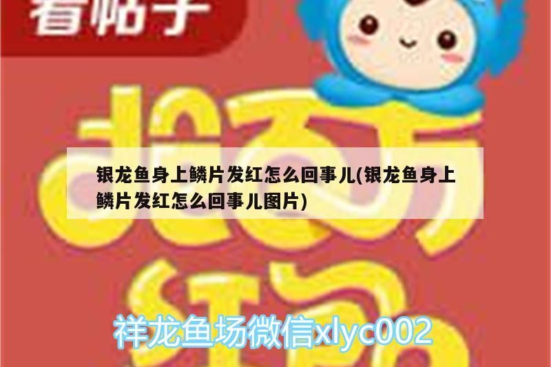 銀龍魚(yú)身上鱗片發(fā)紅怎么回事兒(銀龍魚(yú)身上鱗片發(fā)紅怎么回事兒圖片)