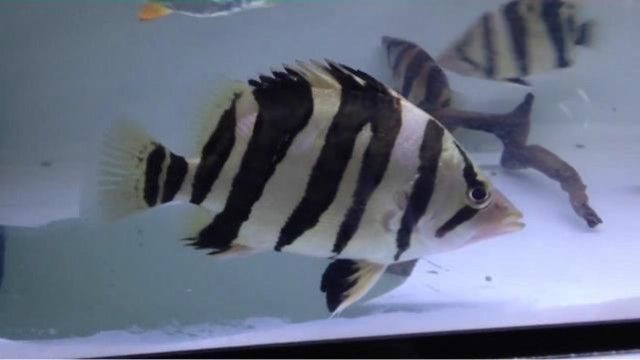 印度虎魚怎么養(yǎng)殖視頻