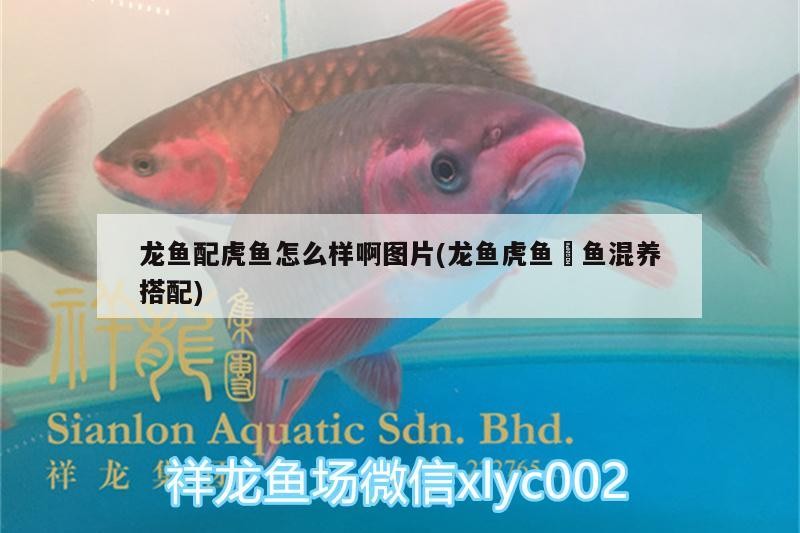 龍魚配虎魚怎么樣啊圖片(龍魚虎魚魟魚混養搭配)